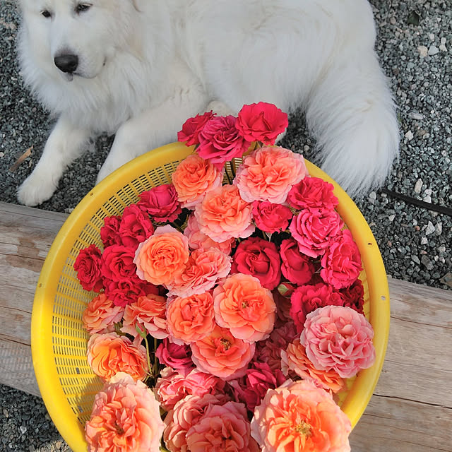 実例写真