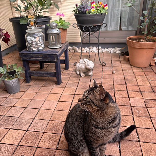 greycatsさんの実例写真