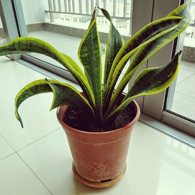 turnerさんの実例写真