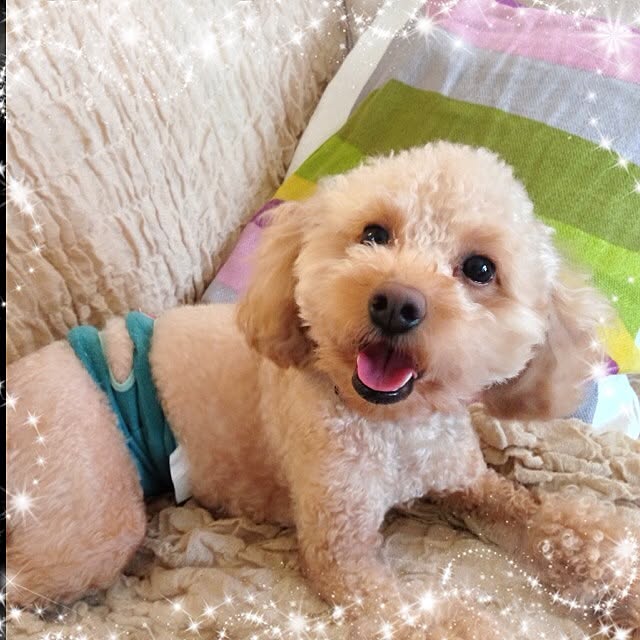 mintさんの実例写真