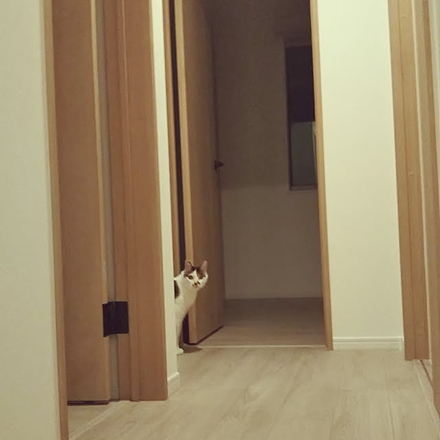 Sakasanさんの実例写真