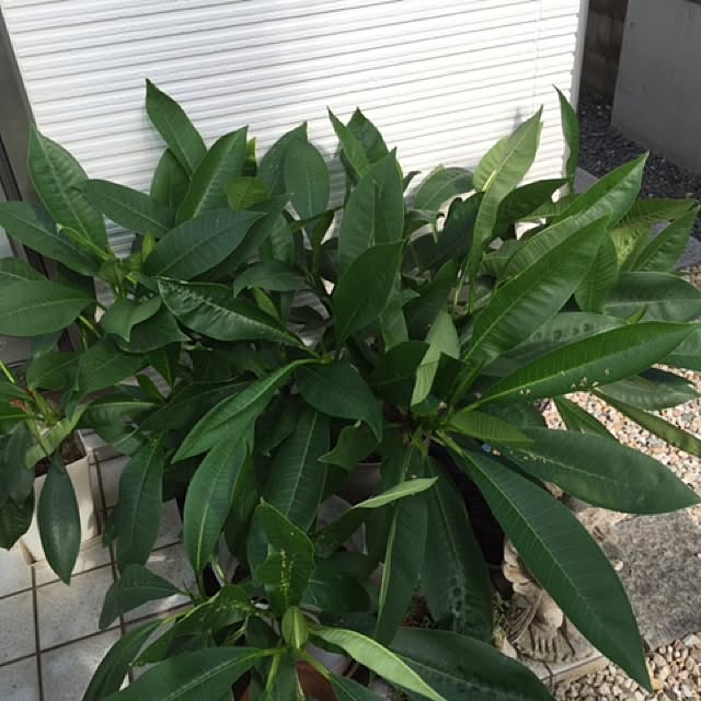 Akiraさんの実例写真