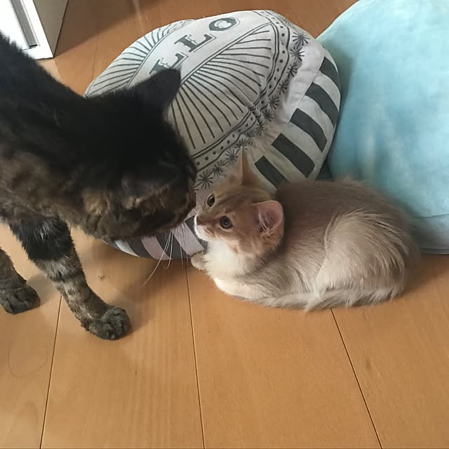 実例写真