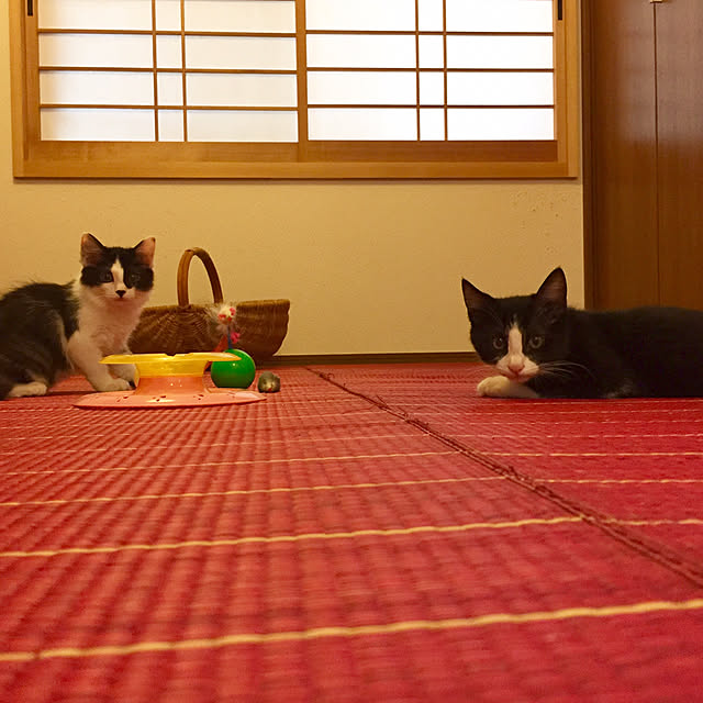 butachanさんの実例写真