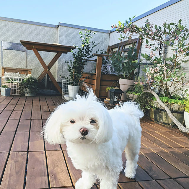 yokkoさんの実例写真