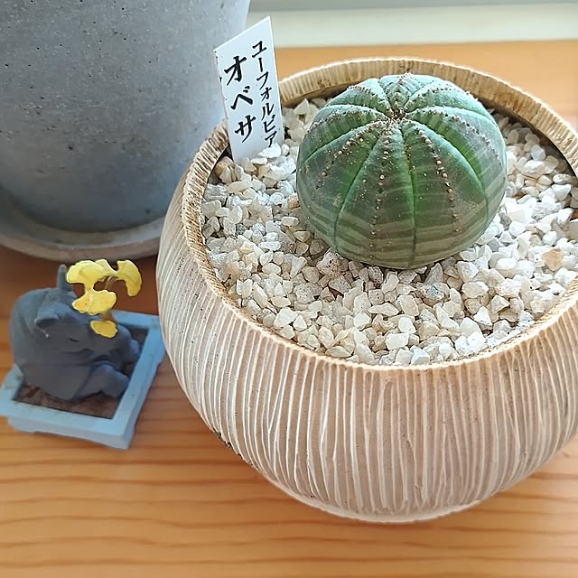 t.yumiさんの部屋