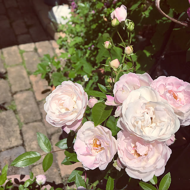 sakuraさんの実例写真