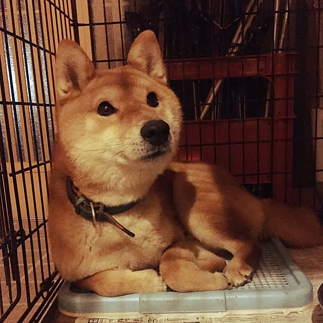 luckyさんの実例写真