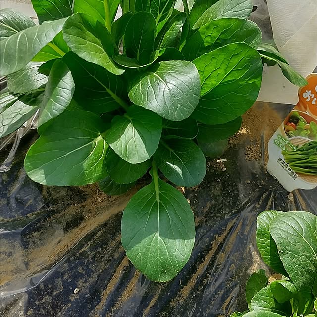 hakutomoroさんの実例写真
