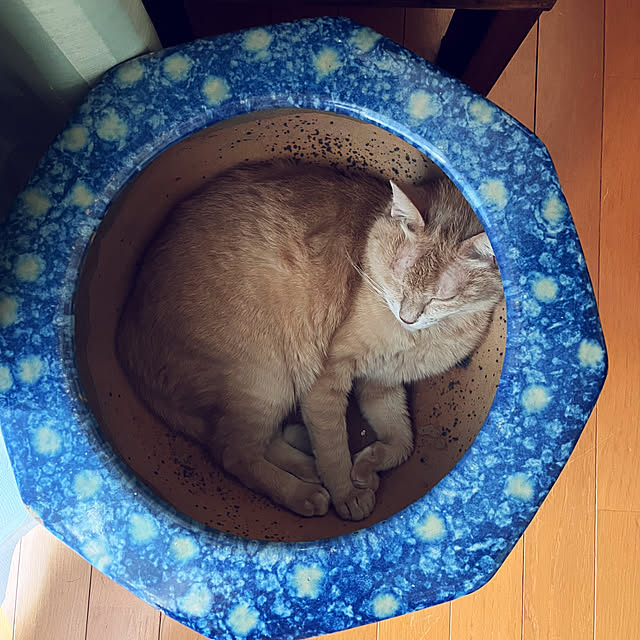 mikan161さんの実例写真
