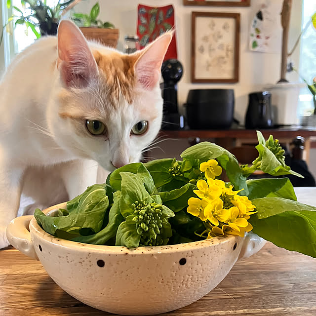 tomorinさんの部屋