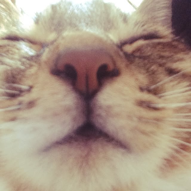 Harutaさんの実例写真