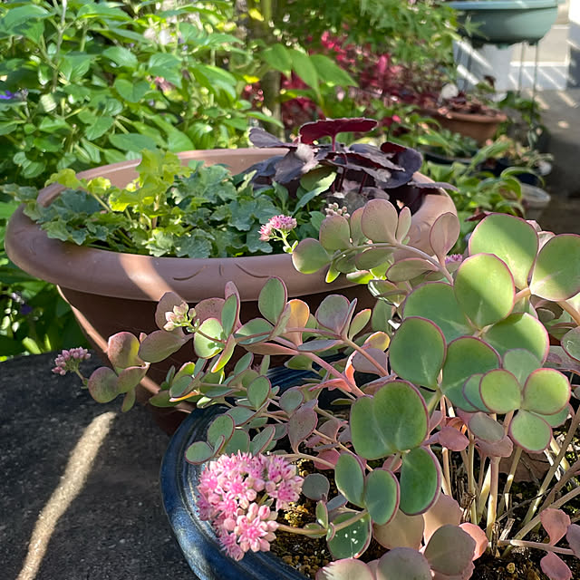 buchiさんの部屋