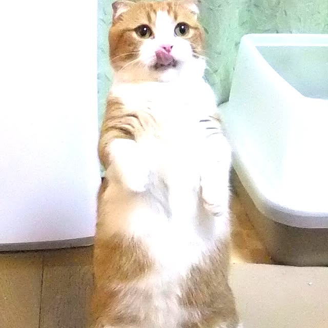 amo_445さんの実例写真