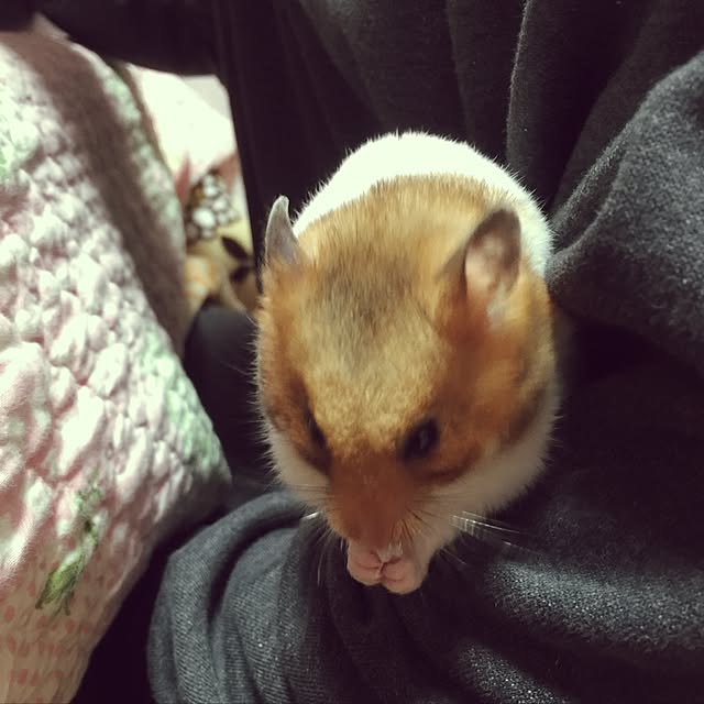 xxxakyxxxさんの実例写真