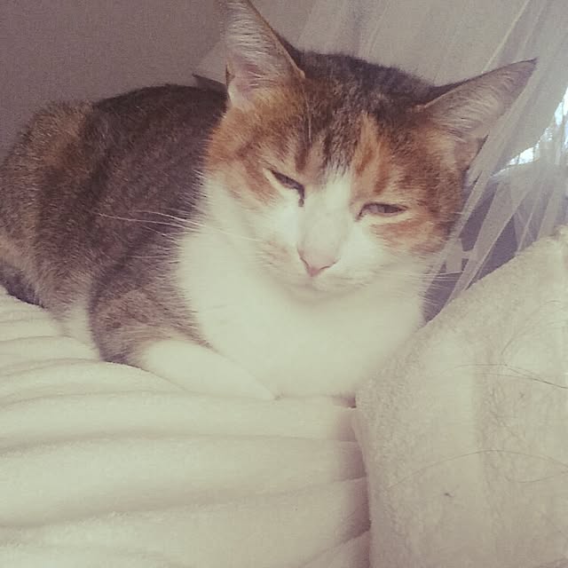 annさんの実例写真