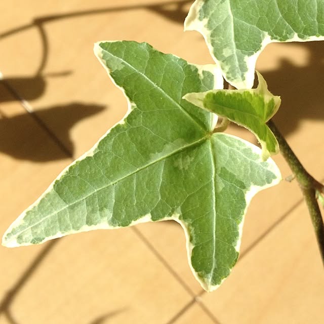 dicekbeetleさんの実例写真