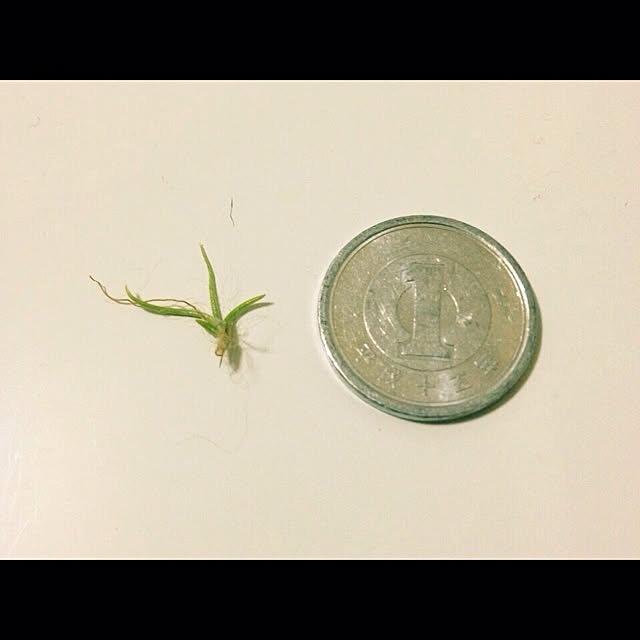L.さんの実例写真