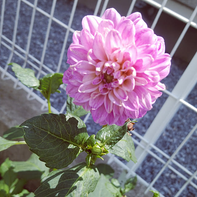 haruharuさんの実例写真