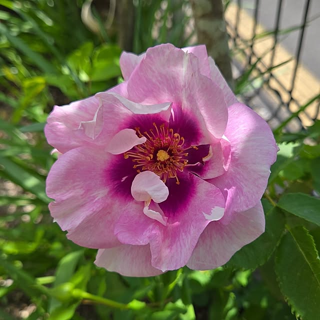 min_nimさんの実例写真