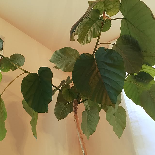 mi_koさんの実例写真