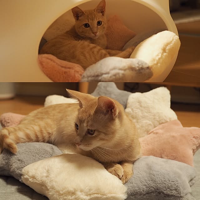 Chamさんの実例写真