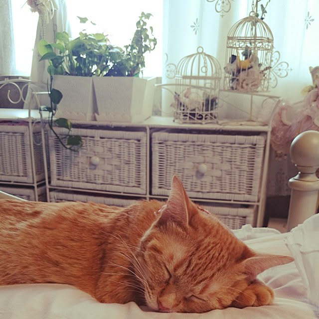 asuminさんの実例写真