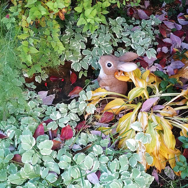 Hujikoさんの実例写真