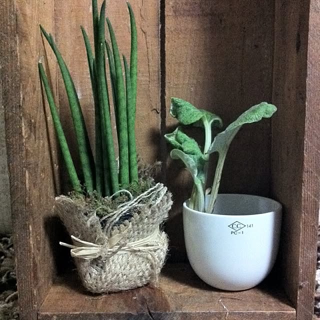 Mooさんの実例写真