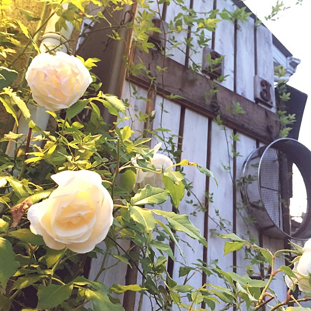 marorinさんの実例写真