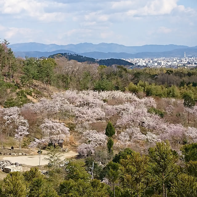 部屋全体/平成最後のインテリア実例 - 2019-04-30 09:30:01