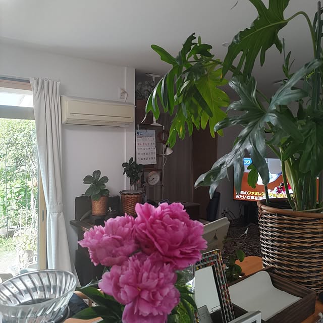 salacocoさんの部屋