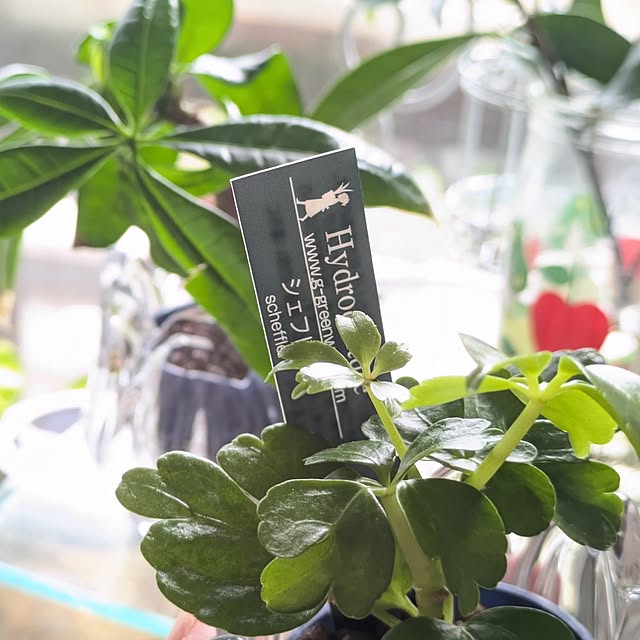 mi-saさんの実例写真