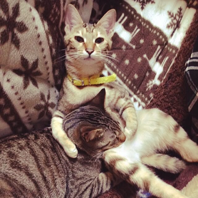 azuさんの実例写真