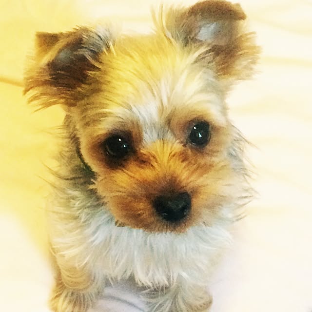 Chocoさんの実例写真