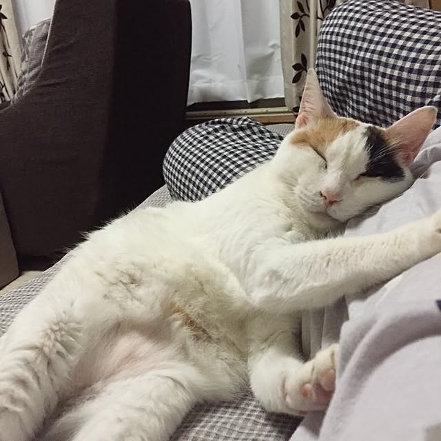 yocchiさんの実例写真