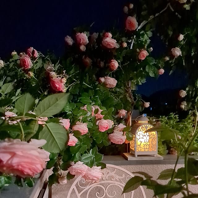 twinkle-butterfly38さんの実例写真