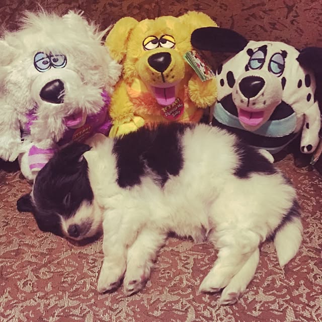 MARIさんの実例写真