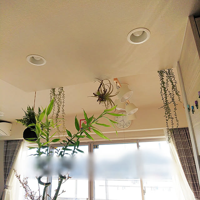 壁/天井/植物のある生活/ニトリのインテリア実例 - 2019-02-14 16:19:04