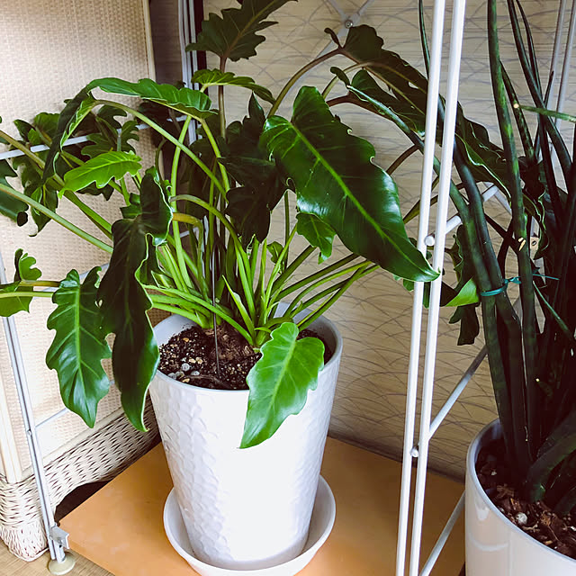 hanachanさんの部屋