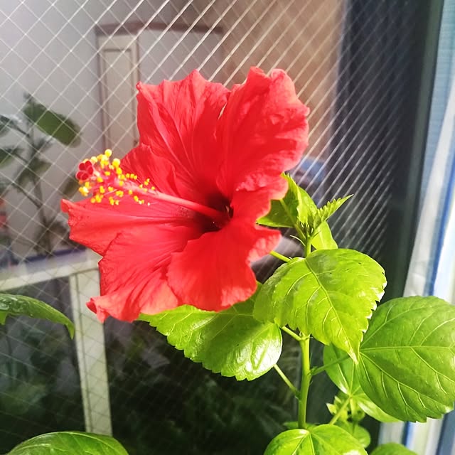 NAOKIさんの実例写真