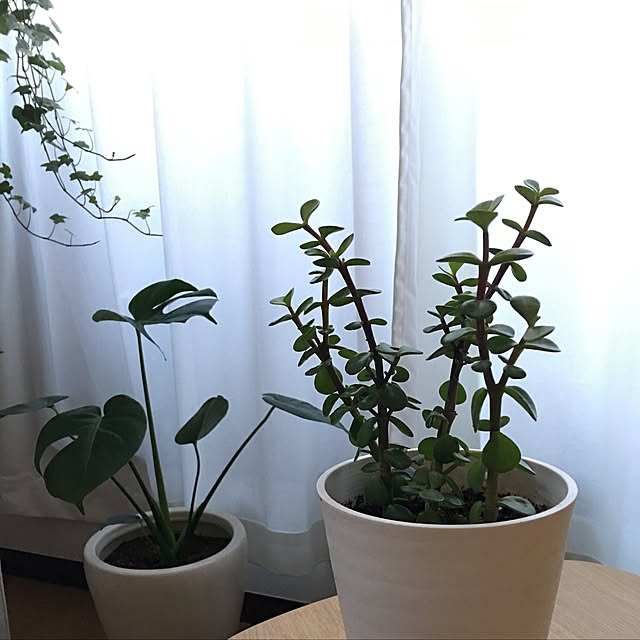 scarletさんの実例写真