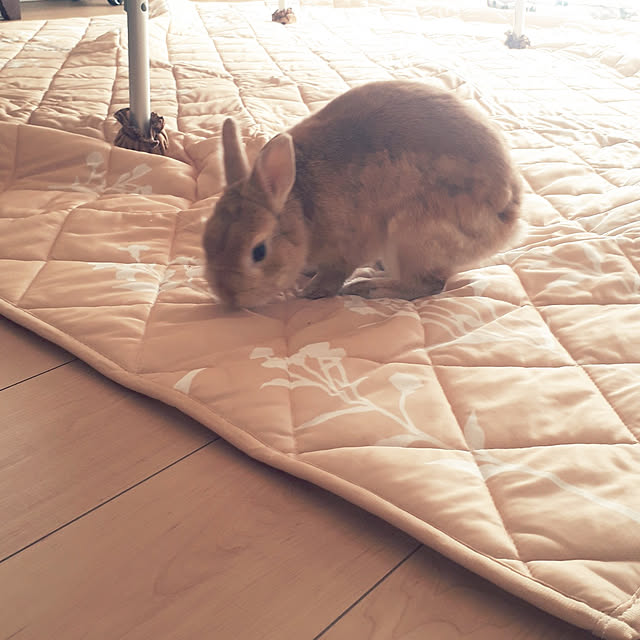 aiさんの実例写真