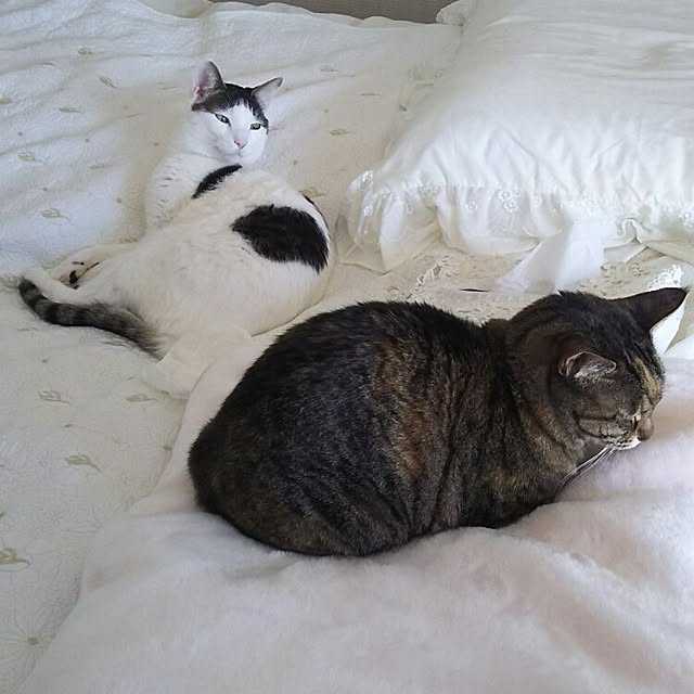 sakuraさんの実例写真