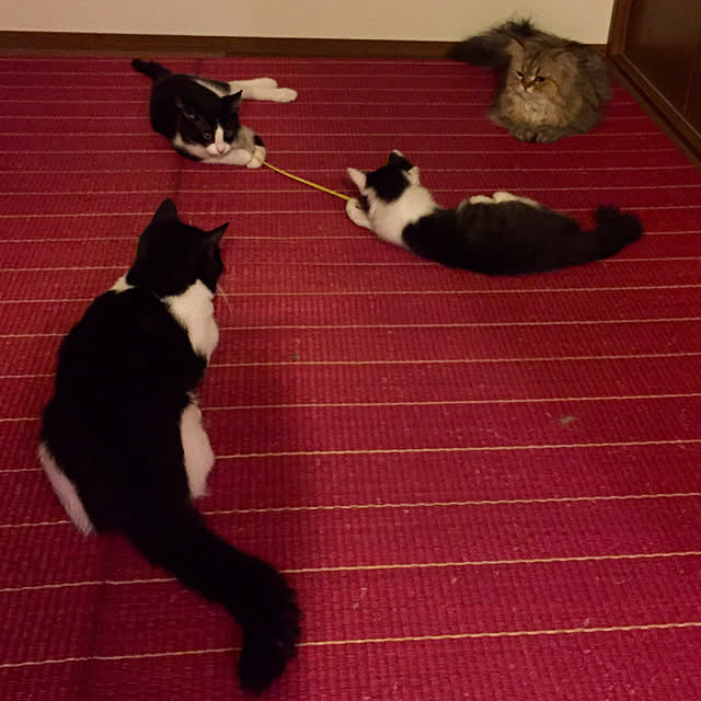 butachanさんの実例写真