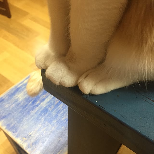 Matsuriさんの実例写真
