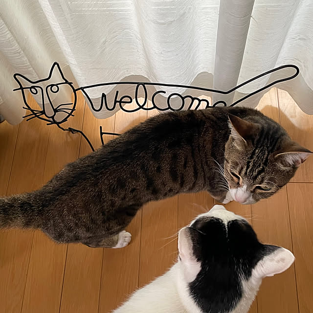 nobikoさんの部屋