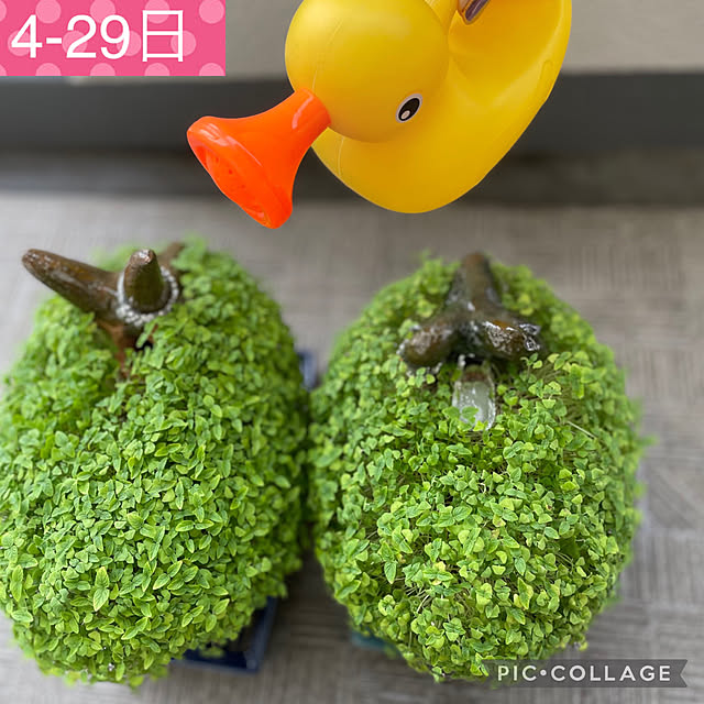 aureaさんの実例写真