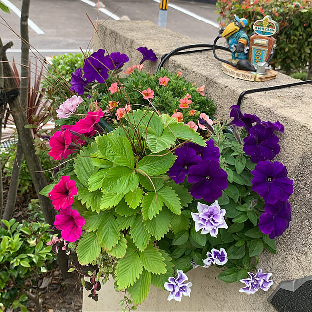yukarin-gardenさんの実例写真