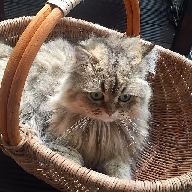 butachanさんの実例写真
